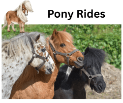 Pony Rides