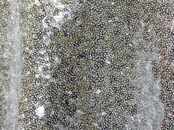 108 in Round Sequin Linen