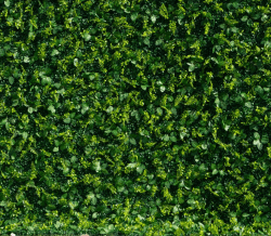 Hedge Wall / Greenery Wall