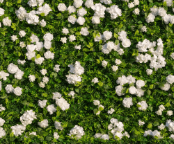 White Harvard flower wall