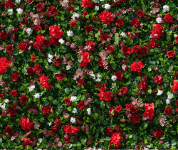 Red Rose Floral Wall