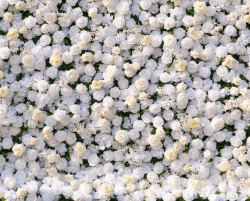 Wedding White Floral Wall
